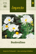Buskvallmo, Magnifik växt med doftande, vita blommor och gula ståndare.