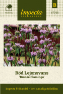 Röd Lejonsvans ''''Bronze Flamingo''''