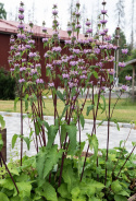 Röd Lejonsvans ''''Bronze Flamingo''''