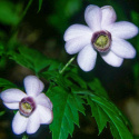 Porslinsanemon, Graciöst, tilltalande växtsätt. Bägarformade, lilarosa blommor.