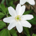 Vitsippa, Välkänd vårblomma med vita kronblad, ofta med rödviolett utsida.