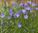 Liten Blåklocka, Hängande, klarblå klockblommor. Bladrosetter med rundade blad. 
