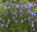 Liten Blåklocka, Hängande, klarblå klockblommor. Bladrosetter med rundade blad. 