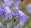 Liten Blåklocka, Hängande, klarblå klockblommor. Bladrosetter med rundade blad. 