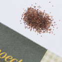 Liten Blåklocka, Hängande, klarblå klockblommor. Bladrosetter med rundade blad. 