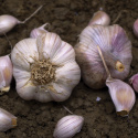 Vitlök 'Primor', Mycket tidig sort. Ger något mindre lökar med ljust rosa klyftor och vackert lilastrimmigt skal.