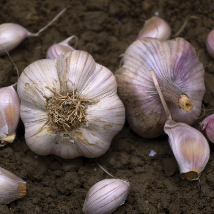 Vitlök 'Primor', Mycket tidig sort. Ger något mindre lökar med ljust rosa klyftor och vackert lilastrimmigt skal.