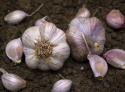Vitlök 'Primor', Mycket tidig sort. Ger något mindre lökar med ljust rosa klyftor och vackert lilastrimmigt skal.