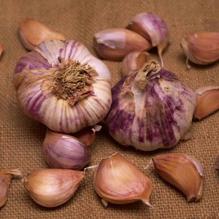 Vitlök 'Germidour', Medeltidig sort. Ger stora lökar med fint violettstrimmigt skal och brunskaliga, milda och smakrika klyftor.