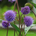 Ängsvädd, nordisk vildblomma med halvklotformiga, täta, blåvioletta blommor.