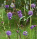 Ängsvädd, nordisk vildblomma med halvklotformiga, täta, blåvioletta blommor.