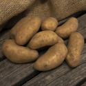 Sättpotatis ''''Amandine'''', Släta, tydligt avlånga knölar med mycket tunt, gul