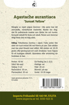 Orange Kolibrimynta 'Sunset Yellow' Impecta odlingsanvisning