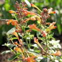 Orange Kolibrimynta 'Apricot Sprite', orange blommor, tätt doftande bladverk.