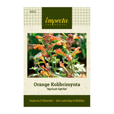 Orange Kolibrimynta 'Apricot Sprite'