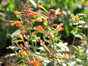 Orange Kolibrimynta 'Apricot Sprite', orange blommor, tätt doftande bladverk.