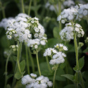 Ageratum-Dondo White passar utmärkt som centrumväxt i rabatter och blomlådor.