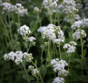 Ageratum-Dondo White passar utmärkt som centrumväxt i rabatter och blomlådor.