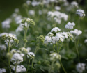 Ageratum-Dondo White passar utmärkt som centrumväxt i rabatter och blomlådor.