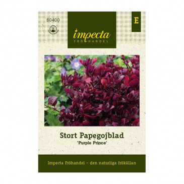 Stort Papegojblad 'Purple Prince'