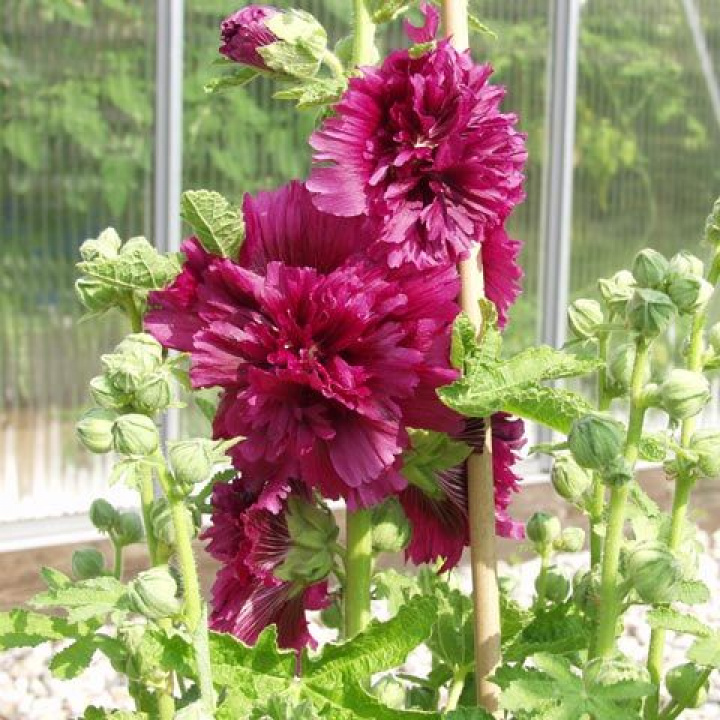 Ettårig stockros 'Queen Purple', stora, purpurfärgade blommor.