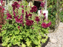 Ettårig stockros 'Queen Purple', stora, purpurfärgade blommor.