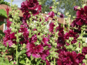 Ettårig stockros 'Queen Purple', stora, purpurfärgade blommor.