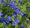 Praktmire 'Skylover', azurblå blommor med ceriserött öga och gula ståndare.