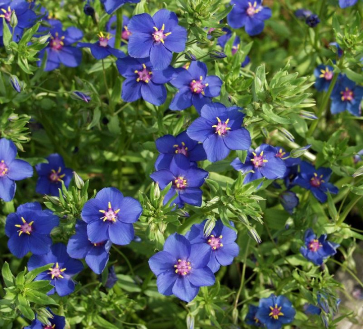 Praktmire 'Skylover', azurblå blommor med ceriserött öga och gula ståndare.