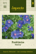 Praktmire 'Skylover', azurblå blommor med ceriserött öga och gula ståndare.