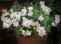 Lejongap F1 Twinny Appleblossom är en kompakt med blommor i vitt och aprikos