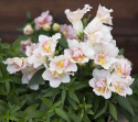 Lejongap F1 Twinny Appleblossom är en kompakt med blommor i vitt och aprikos