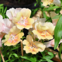 Lejongap F1 'Twinny Peach', Rikblommande, persikorosa till aprikosgula blommor.