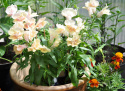 Lejongap F1 'Twinny Peach', Rikblommande, persikorosa till aprikosgula blommor.
