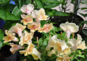 Lejongap F1 'Twinny Peach', Rikblommande, persikorosa till aprikosgula blommor.