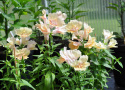 Lejongap F1 'Twinny Peach', Rikblommande, persikorosa till aprikosgula blommor.