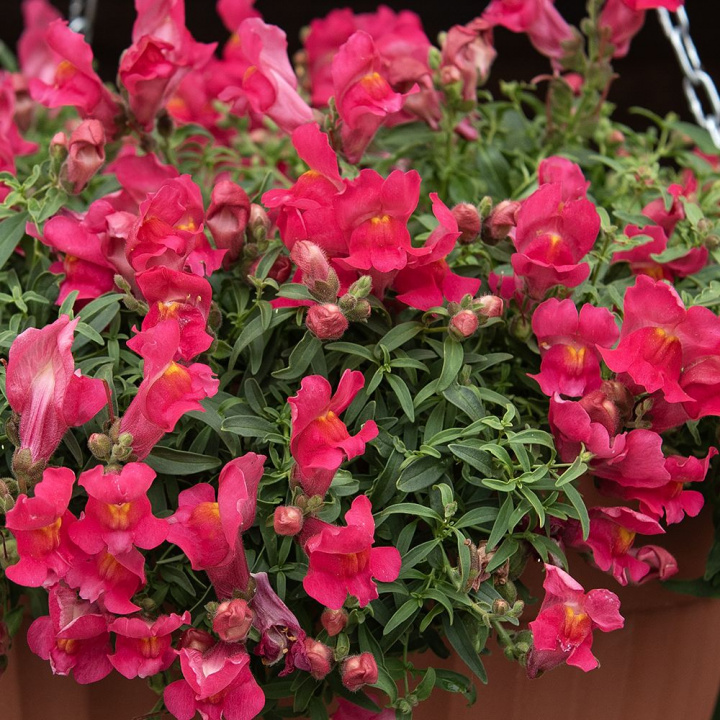 Lejongap F1 'Candy Showers Rose', Lysande hallonrosa blommor med gult svalg.