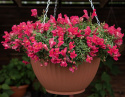 Lejongap F1 'Candy Showers Rose', Lysande hallonrosa blommor med gult svalg.