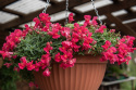 Lejongap F1 'Candy Showers Rose', Lysande hallonrosa blommor med gult svalg.