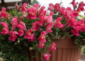 Lejongap F1 'Candy Showers Rose', Lysande hallonrosa blommor med gult svalg.