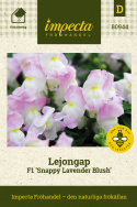 Lejongap F1 'Snappy Lavender Blush', Vita blommor med rosa schattering.