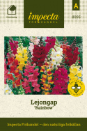 Lejongap 'Rainbow', mormorsblomma i storblommande flerfärgsblandning.