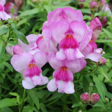 Lejongap F1 Snappy Orchid Ettariga Blomstervaxter Antirrhinum Majus F1 Snappy Orchid