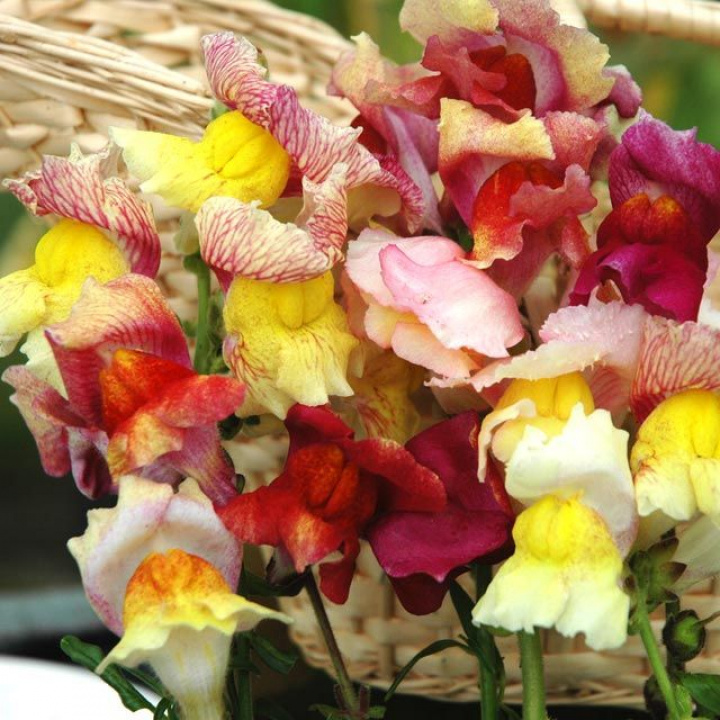 Lejongap 'Tetra', Stora, krusade, en och tvåfärgade blommor i flerfärgsblandning