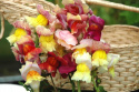 Lejongap 'Tetra', Stora, krusade, en och tvåfärgade blommor i flerfärgsblandning