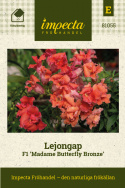 Lejongap F1 'Madame Butterfly Bronze',  Unik lejongap med stora, dubbla blommor i täta spiror.