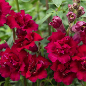 Lejongap F1 'Madame Butterfly Red'