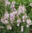 Lejongap F1 ''Purple Twist''. Höga blomspiror i vitt med hallonröda strimmor.