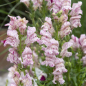 Lejongap F1 ''Purple Twist''. Höga blomspiror i vitt med hallonröda strimmor.