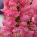 Lejongap F1 'Rocket Rose Shades', Täta blomspiror i rosa med gult svalg.